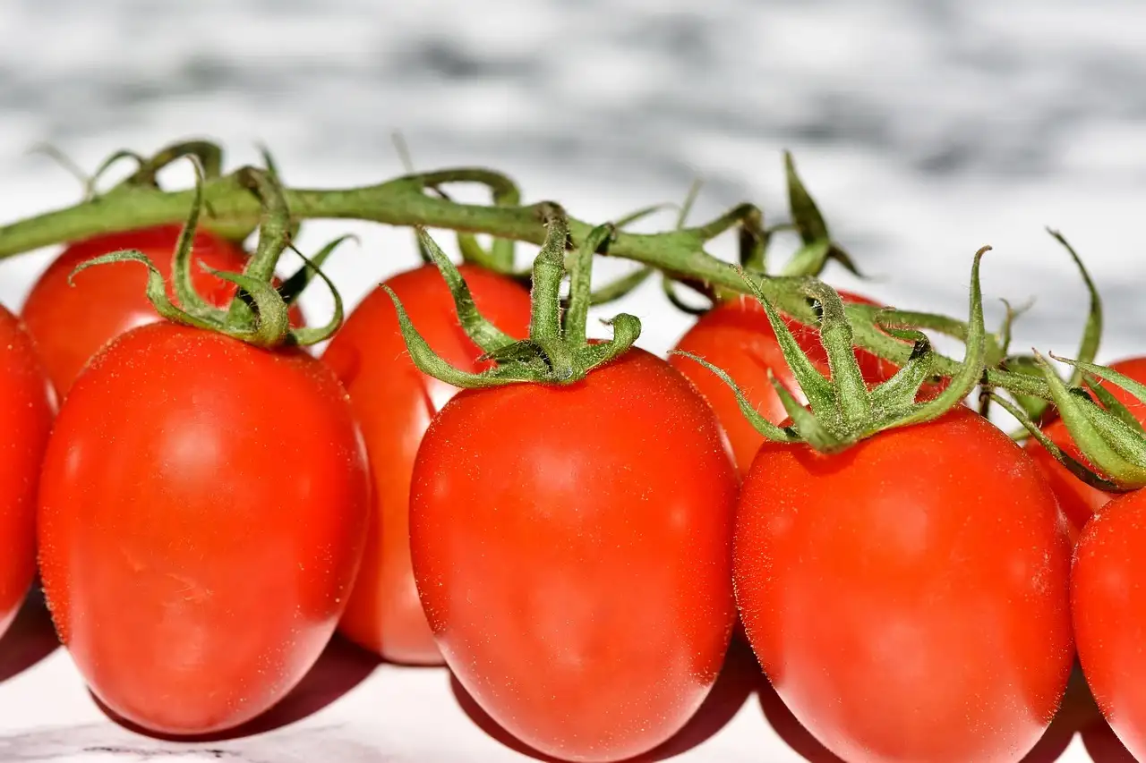 Vegan Kruidenkaas Kopen: De Lekkerste Opties