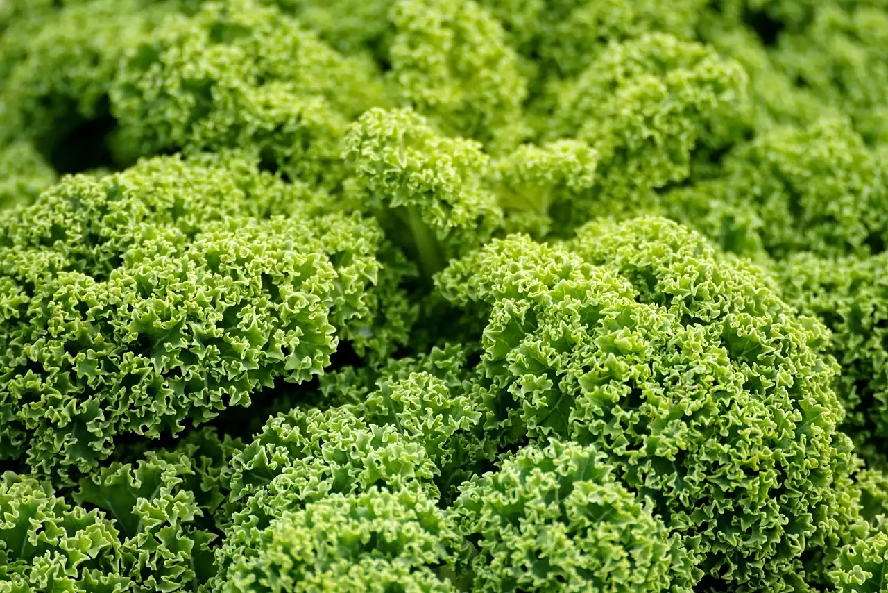 Vegan eiwitpoeder kopen: beste keuzes 2024
